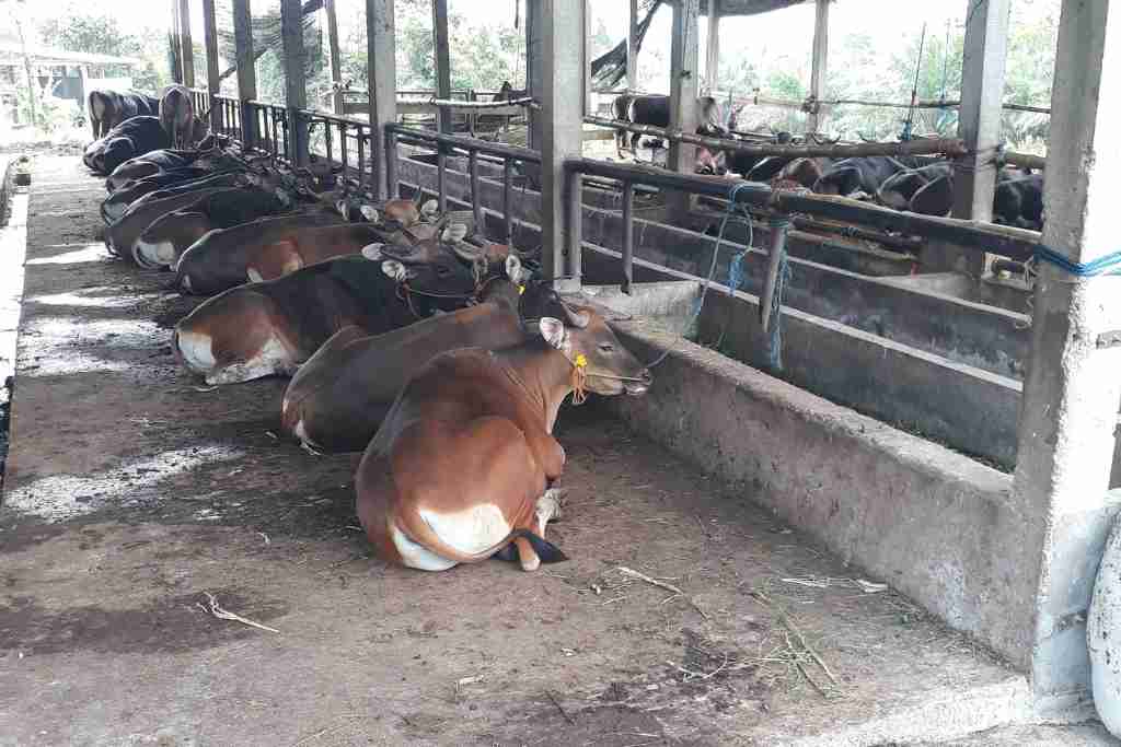 jual beli sapi dan kambing qurban di sebapo jambi